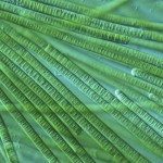 How an ‘electric leaf’ could supercharge biofuel production