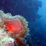 Ocean acidification threatens food security: report