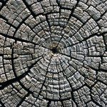 Gunns: Collapse of a dinosaur a warning to old fossils