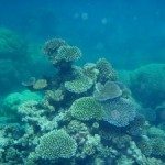 Mining or farming: What’s polluting the Great Barrier Reef?