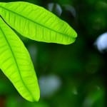 “Artificial Leaf” makes clean energy from dirty water