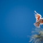 Australia among the world's worst on biodiversity conservation