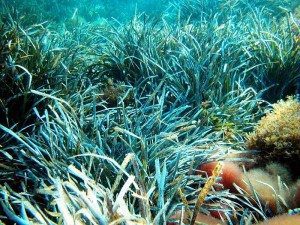 Seagrass and the carbon paradox