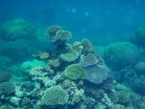 Great Barrier Reef at a crossroads