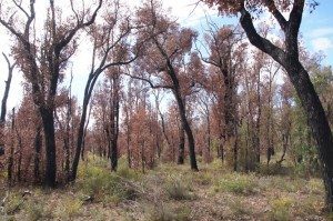 “Back to the future” for Australia’s carbon credit scheme