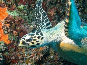 Great Barrier Reef face off: coal vs conservation