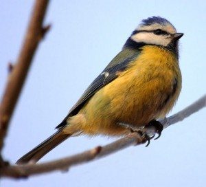 Bird protection charity builds a wind turbine, sends a message