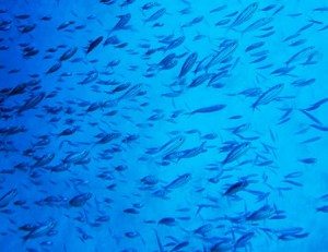 Rising ocean temperatures threaten the ocean food chain