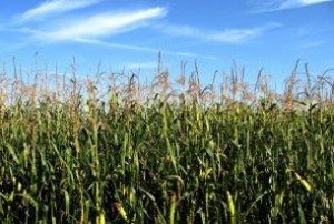 500 farmers recruited for giant US biofuel plant