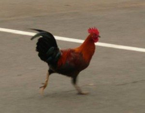 Synthetic diesel from chickens to be showcased at Daytona speedway