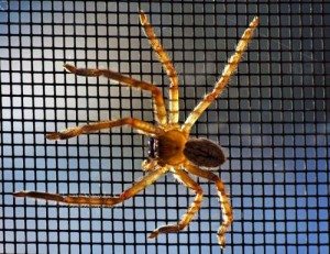 US military’s SPIDERS microgrid uses 90% renewables in first test