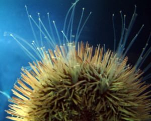 Do sea urchins hold the key to affordable carbon capture?