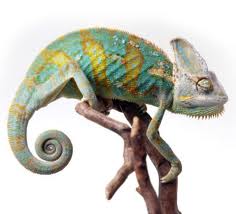 Chameleons may hold key to ultra efficient solar PV