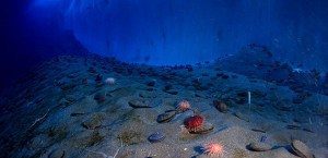 Warning bells: What Antarctica can teach us about ocean acidification