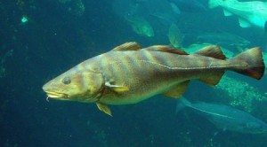 As oceans warm, fish are finding new post codes