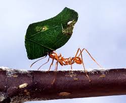 Possible biofuel breakthrough, via the Leafcutter ant