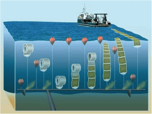 How sewage is powering algae production of the future