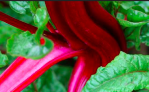 Hook up your solar panels to a giant rhubarb battery