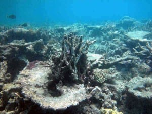 Marine heatwaves cause unprecedented damage to Australian coral