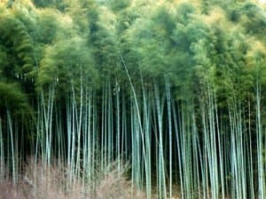 Can light-weight cars be made of “renewable” bamboo?