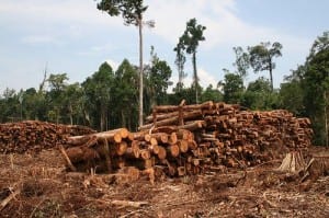 Indonesia losing primary forest at unprecedented rates