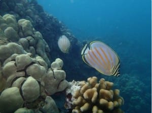 Experts: Great Barrier Reef’s biggest threat today is coal