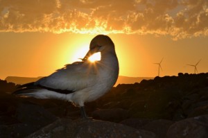 Clean energy photography competition winners
