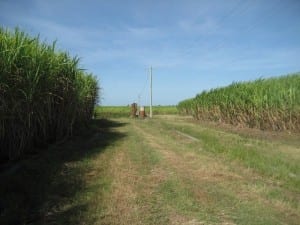 FRV plans 150MW solar farm for Queensland cane-growing region