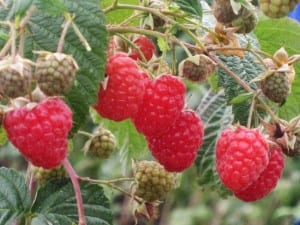 Tassie raspberry farm freezes costs with 50kW solar array