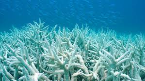 Pollie Watch: Brandis questions climate science as reef bleaching worsens