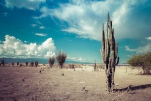 CSIRO’s cactus-like fuel cell technology could be boon for EVs