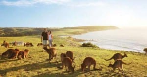 Kangaroo Is: 100% renewables cheaper than sticking with grid