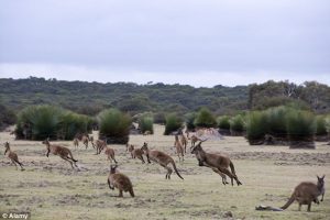 Kangaroo Island’s choice: a new cable to the mainland, or renewables