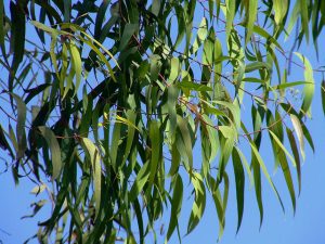 Could jet fuel grow on trees? ANU finds promise in Australian gum-leaf