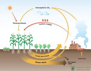 Soil carbon capture: Great loamy hope or bandaid?