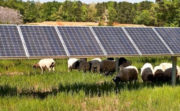 sheep-with-solar-panels-580x358