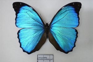 ANU breakthrough: Butterfly effect could boost solar cell efficiency