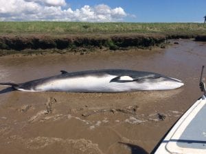 Factcheck: Whale strandings and offshore windfarms