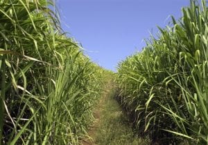 Sugar vs solar, round 2: 60MW Qld project stalls after opposition from cane farmers