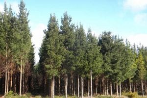 Neoen proposes 900MW wind and battery hub in Victorian pine plantation