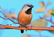 black throated finch - optimised