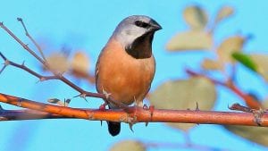 Adani edges closer to mine start as Queensland accepts plans for endangered finch