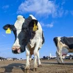 Fonterra coal Cows in a farm of dairy plant on a sunny day - optimised