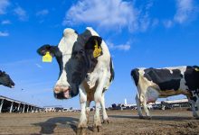 Fonterra coal Cows in a farm of dairy plant on a sunny day - optimised