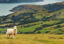 New Zealand Landscape sheep emissions ETS - optimised