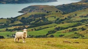 New Zealand’s biggest energy retailer signs up for three big solar farms