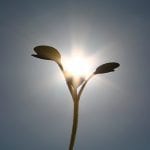 Seedling Plant and Sunlight - optimised photosynthesis