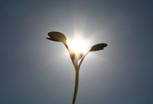 Seedling Plant and Sunlight - optimised photosynthesis