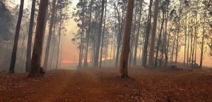 We lost our home in summer bushfires. Now we’re going underground and off the grid