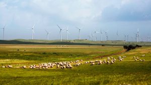 Wind energy hits record peak of 146 per cent of state demand in South Australia